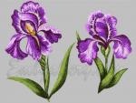 "Favorite irises"_collection