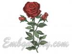 "Scarlet Rose as a Gift"_2