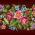 Floral (SALE) Floral (SALE)