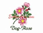 Machine Embroidery Designs