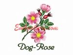 Wildflowers_"Dog-Rose"
