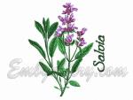 Herbs_"Salvia"