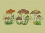 "Mushrooms_Small"