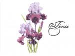 Irises (free)