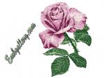 "Pink rose"