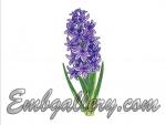 "Hyacinth"