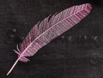 "Pink Feather"_Gift with purchase